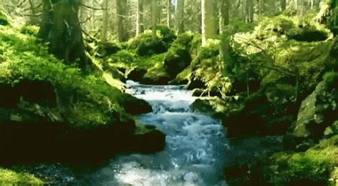 gif natura|nature walking gif.